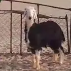 خروف نجدي طيب سنه. جذع