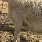 حريه دافع ودفعها قريب تلد