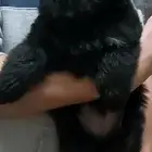 للبيع جيرمن شيبرد بلاك رويال