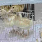 صوص بط بكيني زوج البيع سمح إن شاء الله