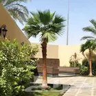نخل واشنطني