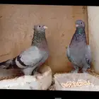 جوز حمام صنعاني