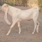 تيس هولندي خصم