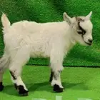 ماعز قزمي العمر اسبوع وكم يوم