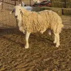 فحل حري صنف