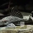 متوفر كذا نوع من البليكو pleco