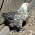 للبيع مجموعة براهما   فرصة ما تتكرر