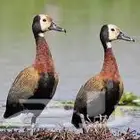 نوادر البط صفار وايت فيس