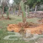 توريد فسايل خلاص وبرحي وسكري