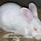 ارنبين فرنسيه واحد ابيض صغير وابيض كبير