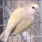 مطلوب ذكر روز أليف