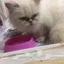 للبيع عاجل قطة هملايا شيرازي مهجنة