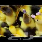 صيصان بط بكيني