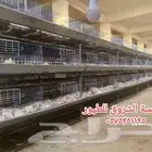 بطاريات دجاج لاحم