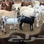 ذبائح كفو حريات ونعيمي وتيوس ومسلخ