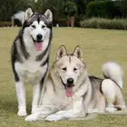 توصيل حيوانات