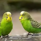 طيور زينة ومستلزماتها محل نوادر خميس مشيط