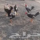 دجاج ديوك بلدي