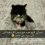 قط شيرازي ذكر من جدة