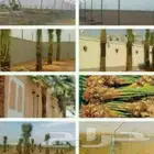 يوجد لدينا مشتل انخيل بجميع انواعها الوشنطني والعربي وزرعته