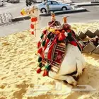 اجار جمال رحول ركبي البل وخيول