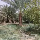 توريد جميع انوع انخل