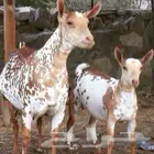 احتاج غنم اقساط لا تقل عن مئة راس