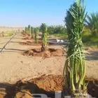 نخل صقعي وشيشي وخلاص وسكري درجه اولا