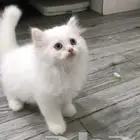 قطط كيتن شيرازي للبيع