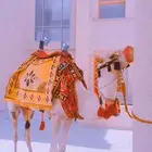 اجار جمال خيول رحول ركبي