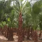 يوجد لدينا جميع انواع النخيل العربي والواشنطني الزينه ابو مر