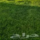 ثيل طبيعي نجيله نجيل