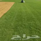 تيل سي 2000 صافي وطبيعي جراده قولي مزرعه الخرج