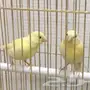 كناري سوري 