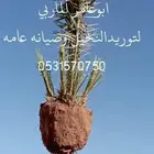 مقاول نخيل قلع وغرس وتكريب انخيل