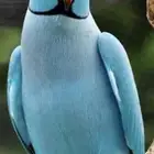 ذكر دره ازرق