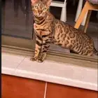 قط نادر للبيع