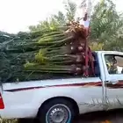 السلام عليكم ورحمة الله وبركاته يتوفر لدينا نخيل عربي مثمر