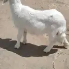 جز وتقليم وتغسيل اغنام وجميع الموشي