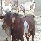 تيس فحل مشروط وحار