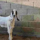 ذبايح تيس و جفره