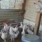 دجاج فيومي لمنيو