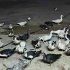 بط ذكور وإناث