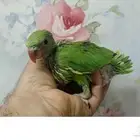 طيور ناطقه