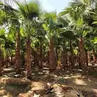 يوجد لدينا نخل واشنطني ونخل عربي جميع المقاسات مجدول صقعي بر