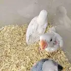تم البيع