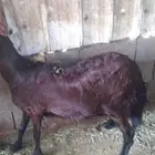غنم حري وبربر صافه ثنتين