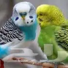 عصفور للبيع