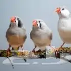اللي عنده طيور للبيع بسعر طيب يدخل