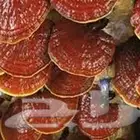 فطر ريشي